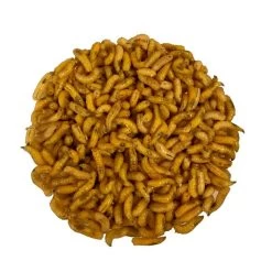 ASTICOTS GOZZERS JAUNES