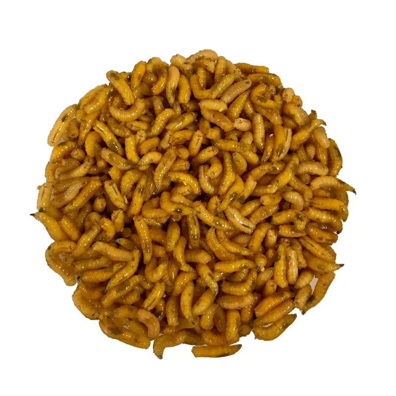 ASTICOTS GOZZERS JAUNES 1 ASTICOTS GOZZERS JAUNES