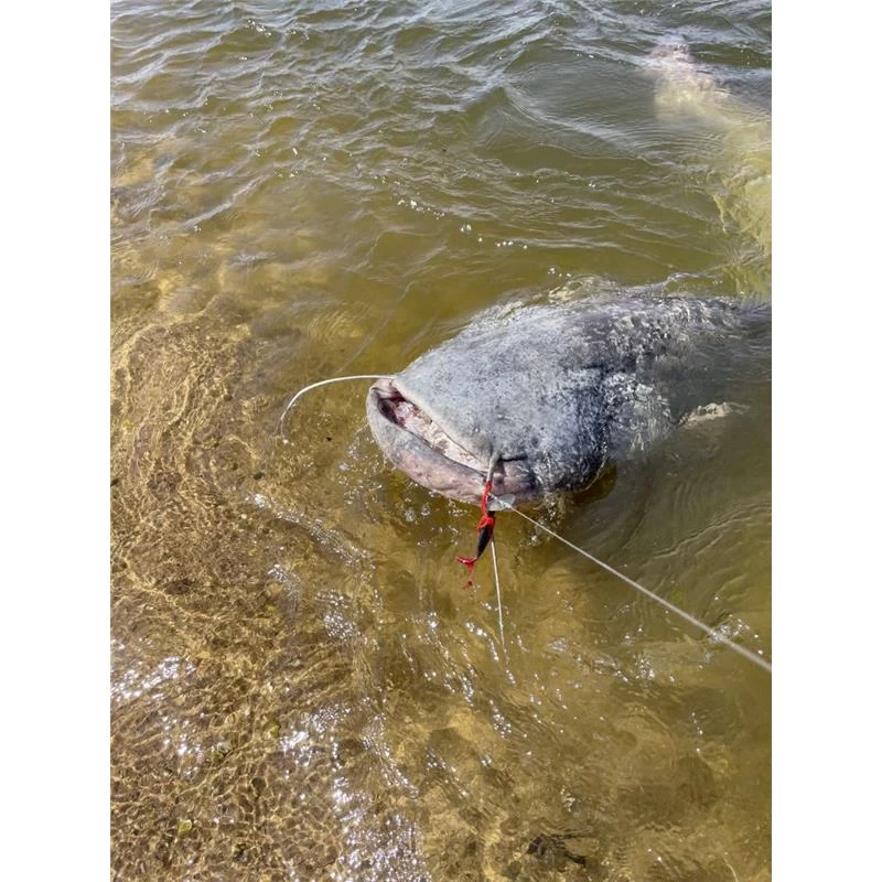 CHATTERBAIT BLACK CAT CAT CHATTER - 70G 4 CHATTERBAIT BLACK CAT CAT CHATTER - 70G – Image 4