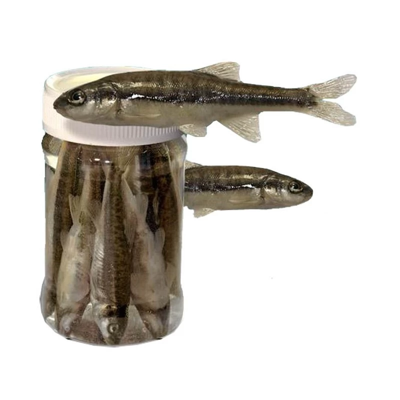 VAIRONS EN CONSERVE ASTUCIT - PAR 10 1 VAIRONS EN CONSERVE ASTUCIT - PAR 10