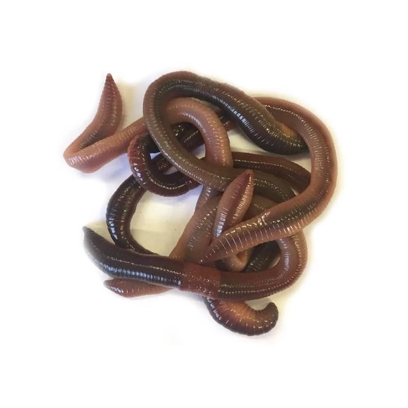 VERS CANADIENS 1 VERS CANADIENS